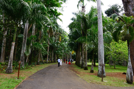 毛里求斯皇家植物园