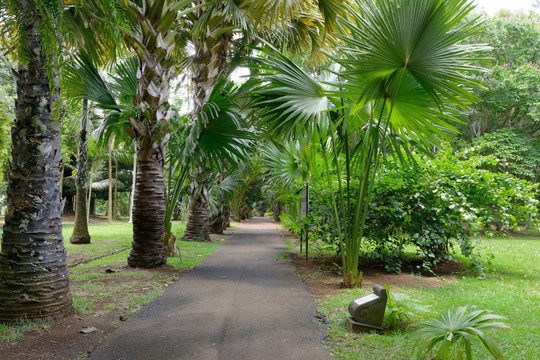 毛里求斯植物园