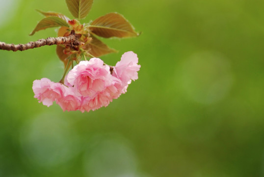 北京玉渊潭公园樱花