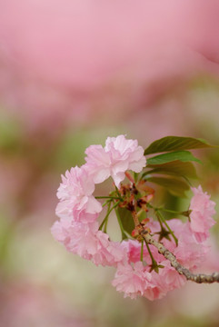 北京玉渊潭公园樱花