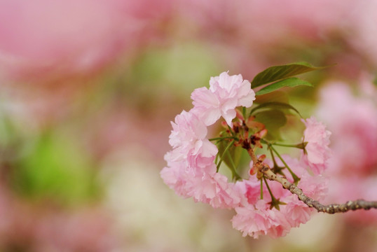 北京玉渊潭公园樱花