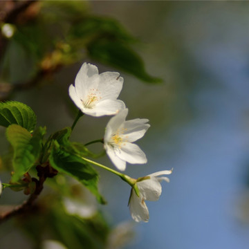 北京玉渊潭公园樱花