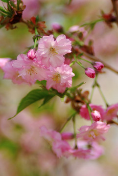 北京玉渊潭公园樱花