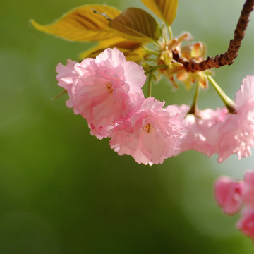 北京玉渊潭公园樱花