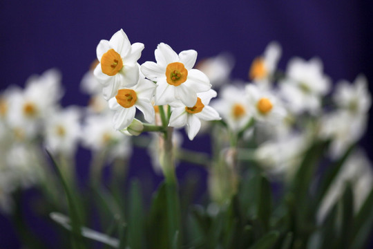 水仙 水仙花 花卉素材