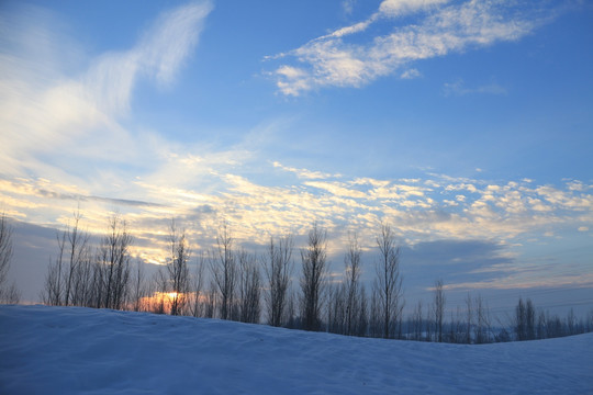 雪野丛树