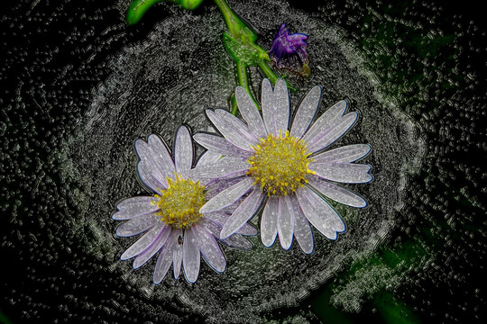 抽象花卉