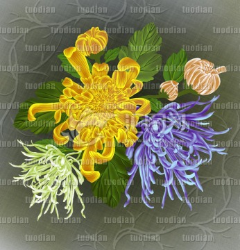 手繪菊花
