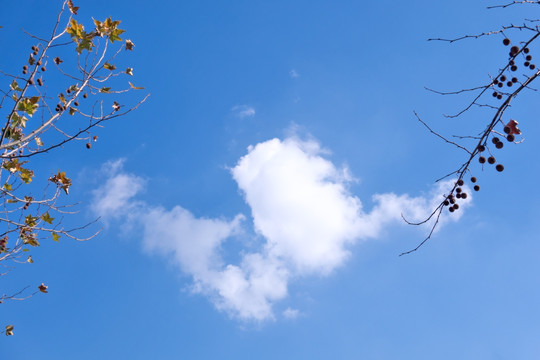 天空蓝天白云与树