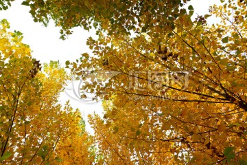 秋天金黄色的杨树丛