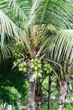 毛里求斯椰子树