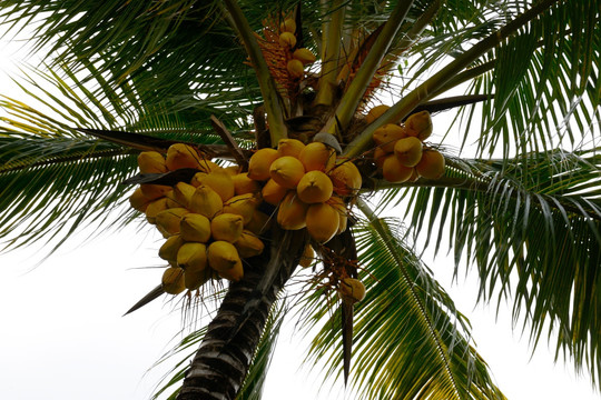 毛里求斯的椰子树