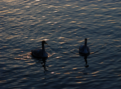 天鹅 白天鹅 鸟类 动物 湖水