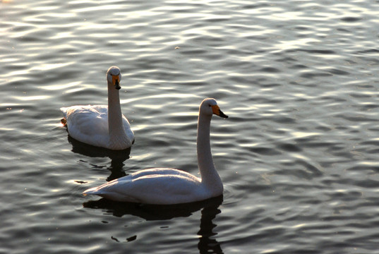 天鹅 白天鹅 鸟类 动物 湖水
