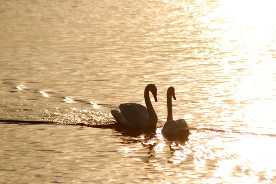 天鵝 白天鵝 鳥類 動物 湖水