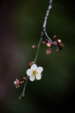 梅花