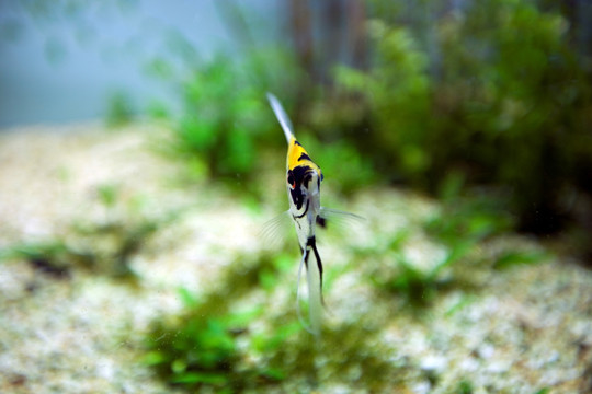 海底世界 海洋生物 热带鱼