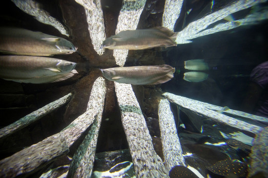 海底世界 海洋生物 长风公园