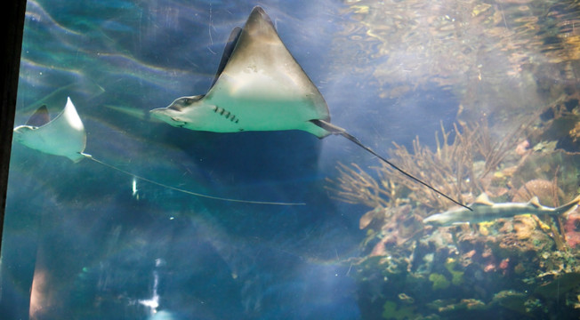 海底世界 海洋生物 长风公园