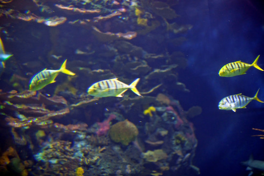 海底世界 海洋生物 长风公园