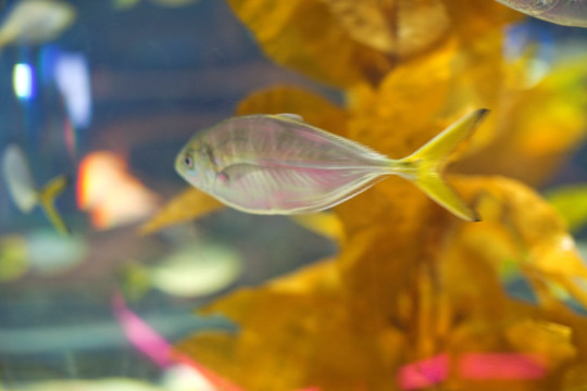 海底世界 海洋生物 长风公园