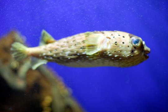 海底世界 海洋生物 长风公园