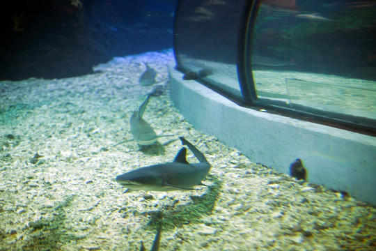 海底世界 鲨鱼 水族馆 热带鱼