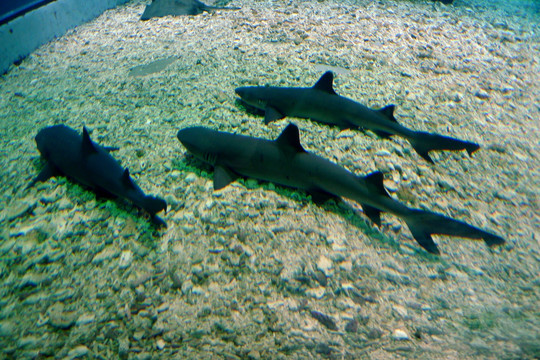 海底世界 鲨鱼