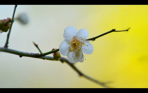 梨花