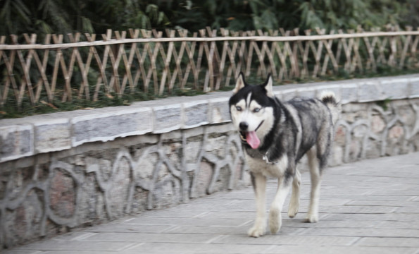 狗  雪橇犬 宠物犬