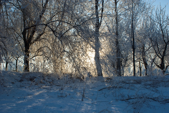 雾凇冰挂 冬日阳光 冬季牧场