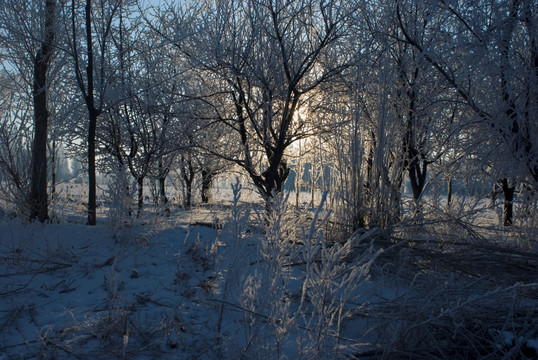 雾凇冰挂 冬日阳光 冬季牧场