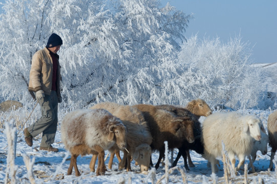雾凇冰挂 冬季牧场 放牧 羊群