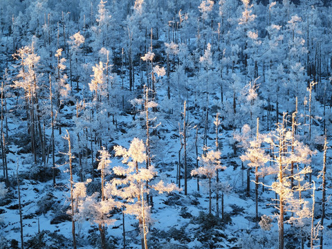 雪林夕照