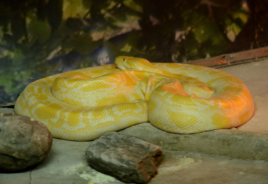 成都动物园黄金蟒蛇（非高清）