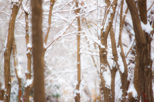 雪景图