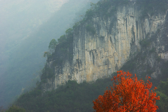 山崖红叶