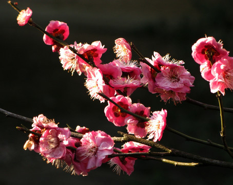 花枝俏