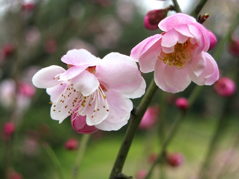 一任群芳妒