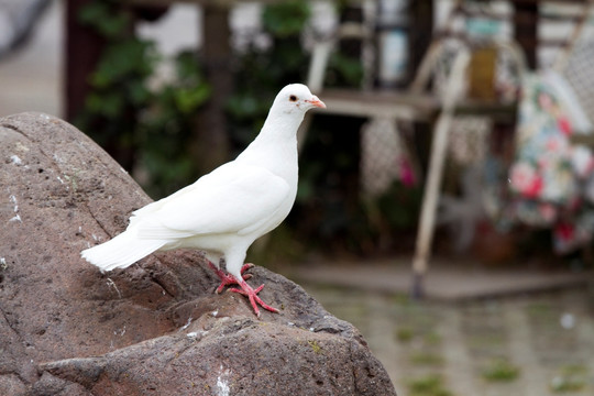 鴿子 鴿舍 鳥(niǎo)類(lèi) 白鴿 信鴿
