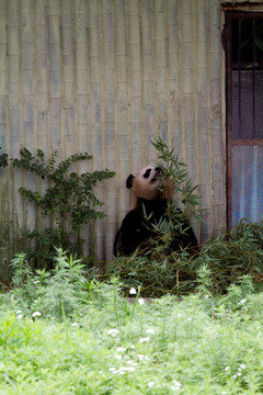 大熊猫 上海野生动物园 动物