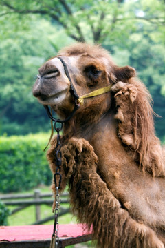 骆驼 动物 野生动物园 上海