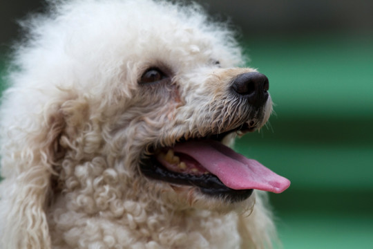 宠物犬 贵宾犬 狗 可爱 休闲