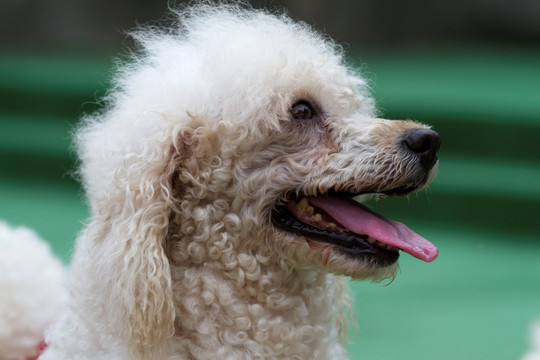 宠物犬 贵宾犬 狗 可爱 休闲