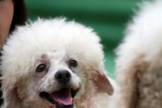 宠物犬 贵宾犬 狗 可爱 休闲