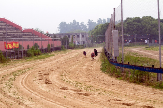 赛狗 奔跑 上海野生动物园