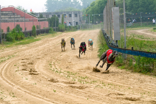 赛狗 奔跑 上海野生动物园