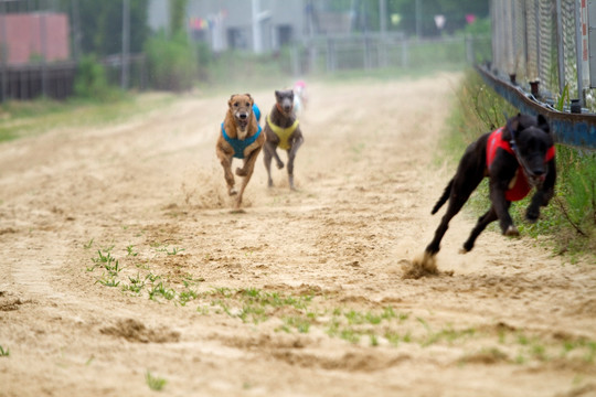 赛狗 奔跑 上海野生动物园