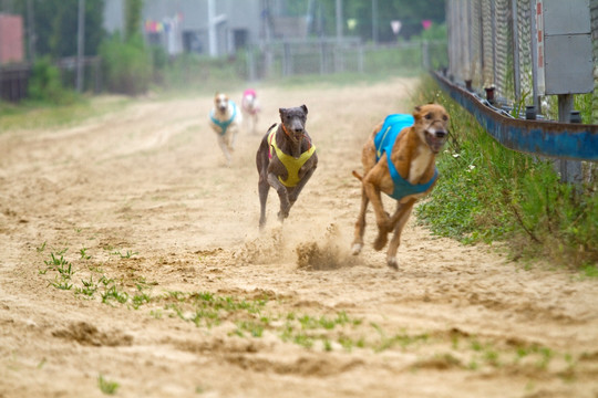 赛狗 奔跑 上海野生动物园