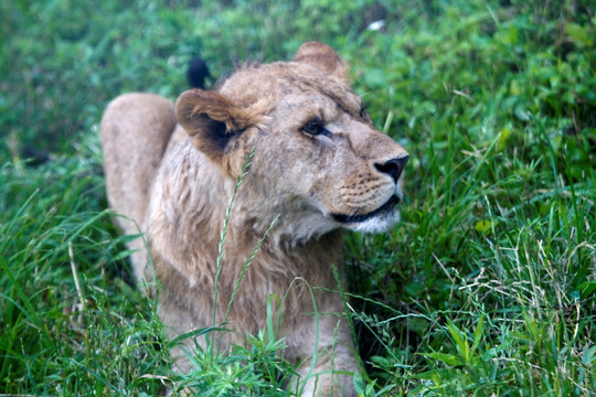 狮子 猛兽 动物 野生动物园